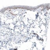 Anti-LAMA1 antibody produced in rabbit Prestige Antibodies&#174; Powered by Atlas Antibodies, affinity isolated antibody, buffered aqueous glycerol solution