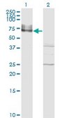 Monoclonal Anti-ICAM1 antibody produced in mouse clone 3H8-2G6, purified immunoglobulin, buffered aqueous solution