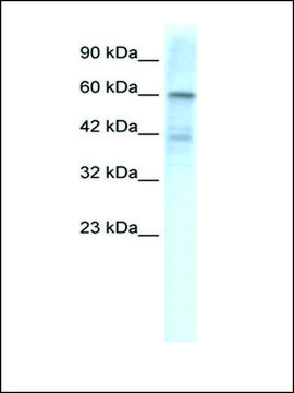 Anti-KCND3 antibody produced in rabbit IgG fraction of antiserum