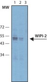Anti-WIPI-2 antibody produced in rabbit ~1.0&#160;mg/mL, affinity isolated antibody