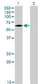 Monoclonal Anti-IRAK3, (C-terminal) antibody produced in mouse clone 1F6, purified immunoglobulin, buffered aqueous solution