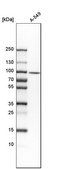 Anti-DNAAF5 antibody produced in rabbit Prestige Antibodies&#174; Powered by Atlas Antibodies, affinity isolated antibody, buffered aqueous glycerol solution