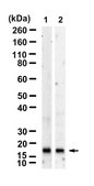 Anti-Noxa Antibody, clone 1G4 ZooMAb&#174; Rabbit Monoclonal recombinant, expressed in HEK 293 cells
