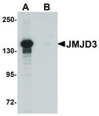 Anti-JMJD3 antibody produced in rabbit affinity isolated antibody