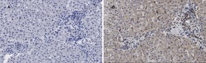 Anti-LDL Receptor Antibody, clone 2N19, ZooMAb&#174; Rabbit Monoclonal recombinant, expressed in HEK 293 cells