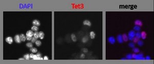 Anti-TET3 from rabbit, purified by affinity chromatography