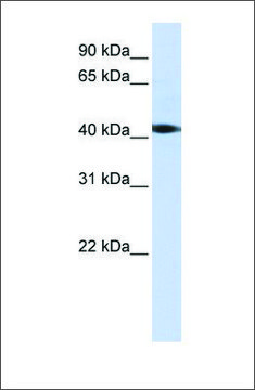 Anti-STK17A antibody produced in rabbit affinity isolated antibody
