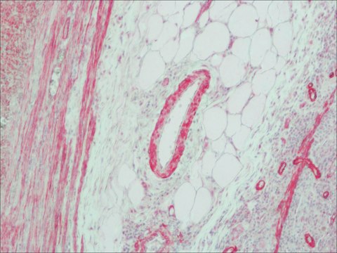 Anti-Mouse IgG (Fab specific)–Alkaline Phosphatase antibody produced in goat affinity isolated antibody, buffered aqueous solution