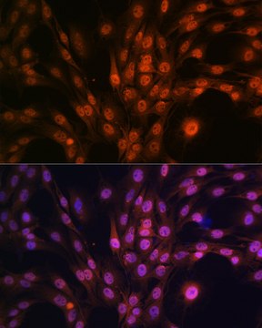 Anti-PAK2 Antibody, clone 2Y7I2, Rabbit Monoclonal