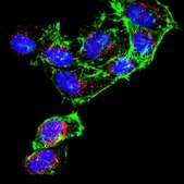 Anti-DNA-RNA Hybrid Antibody, clone S9.6 clone S9.6, from mouse