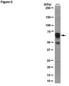 RIPAb+ IGF2BP2 Antibody clone 5E10-3E1, from mouse