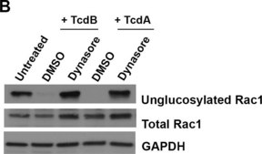Anti-Rac1 Antibody, clone 23A8 clone 23A8, Upstate&#174;, from mouse