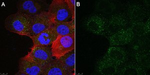 Anti-Flt3L Antibody, clone 11C9.10.1