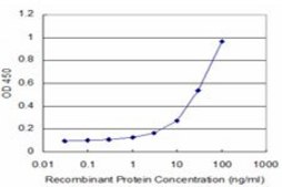 ANTI-BRAF antibody produced in mouse clone 4G7, purified immunoglobulin, buffered aqueous solution