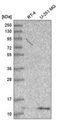 Anti-DYNLT1 antibody produced in rabbit Prestige Antibodies&#174; Powered by Atlas Antibodies, affinity isolated antibody