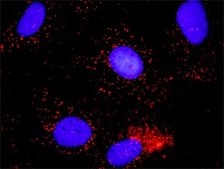 Monoclonal Anti-MCM7 antibody produced in mouse clone 6C2, purified immunoglobulin, buffered aqueous solution