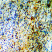 Anti-phospho-SHP-2 (pTyr542) antibody produced in rabbit affinity isolated antibody
