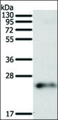Anti-FAM3A antibody produced in rabbit affinity isolated antibody