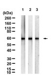 Anti-PLK1 Antibody, clone 1F2 ZooMAb&#174; Rabbit Monoclonal recombinant, expressed in HEK 293 cells
