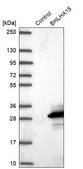 Anti-BHLHA15 antibody produced in rabbit Prestige Antibodies&#174; Powered by Atlas Antibodies, affinity isolated antibody, buffered aqueous glycerol solution