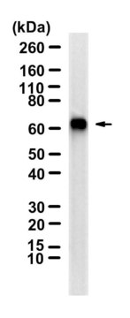 Anti-FGA Antibody, clone 4F6 ZooMAb&#174; Rabbit Monoclonal recombinant, expressed in HEK 293 cells