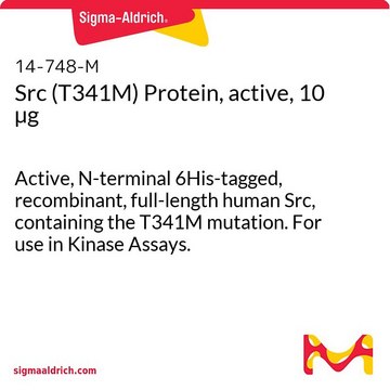 Src (T341M) Protein, active, 10 &#181;g Active, N-terminal 6His-tagged, recombinant, full-length human Src, containing the T341M mutation. For use in Kinase Assays.