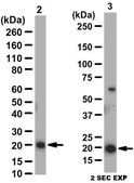 Anti-alpha B-crystallin Antibody from rabbit, purified by affinity chromatography