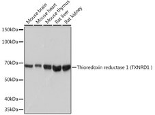 Anti-Thioredoxin reductase 1 (TXNRD1 ) Antibody, clone 7P1J4, Rabbit Monoclonal