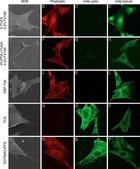 Monoclonal Anti-β-Actin antibody produced in mouse clone AC-15, ascites fluid