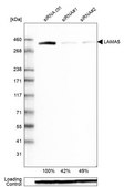 Monoclonal Anti-LAMA5 antibody produced in mouse Prestige Antibodies® Powered by Atlas Antibodies, clone CL3118, purified immunoglobulin, buffered aqueous glycerol solution