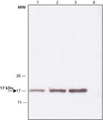 Anti-Histone H3 (N-terminal) antibody produced in rabbit affinity isolated antibody, buffered aqueous solution