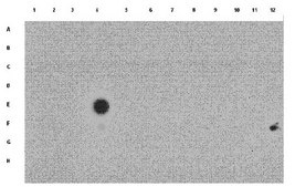 Anti-acetyl Histone H3 (Lys9) Antibody from rabbit, purified by affinity chromatography