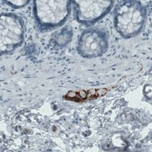 Monoclonal Anti-NECAB2 antibody produced in mouse Prestige Antibodies&#174; Powered by Atlas Antibodies, clone CL0524, purified immunoglobulin, buffered aqueous glycerol solution