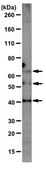 Anti-Liver receptor homolog-1 Antibody, clone 1LRH-2E1 ascites fluid, clone 1LRH-2E1, from mouse