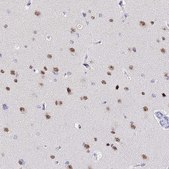 Anti-ACTL6B antibody produced in rabbit Prestige Antibodies&#174; Powered by Atlas Antibodies, affinity isolated antibody, buffered aqueous glycerol solution