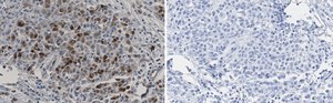 Anti-CDK1/CDC2 Antibody, clone 1J8 ZooMAb® Rabbit Monoclonal recombinant, expressed in HEK 293 cells