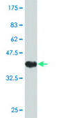 Monoclonal Anti-FLJ23577 antibody produced in mouse clone 4B10, purified immunoglobulin, buffered aqueous solution