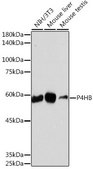Anti-P4HB antibody produced in rabbit