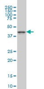 Monoclonal Anti-MAPK12 antibody produced in mouse clone 1A4, purified immunoglobulin, buffered aqueous solution