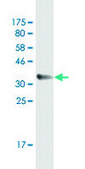 Monoclonal Anti-APOC3, (C-terminal) antibody produced in mouse clone 8H7, purified immunoglobulin, buffered aqueous solution