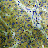 Anti-phospho-CaMK4 (pThr196/200) antibody produced in rabbit affinity isolated antibody