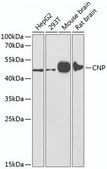 Anti-CNP antibody produced in rabbit