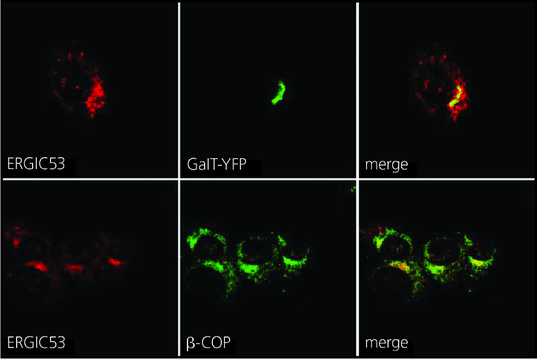 Anti-ERGIC-53/p58 antibody produced in rabbit affinity isolated antibody, buffered aqueous solution