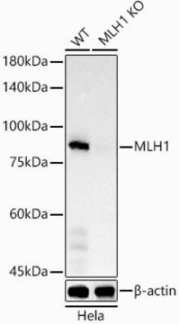 [KO Validated]Anti-MLH1 Antibody, clone 8K1T2, Rabbit Monoclonal