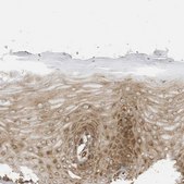 Anti-DDIT4 antibody produced in rabbit Prestige Antibodies&#174; Powered by Atlas Antibodies, affinity isolated antibody, buffered aqueous glycerol solution