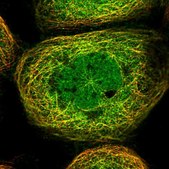 Anti-HOXC8 antibody produced in rabbit Prestige Antibodies&#174; Powered by Atlas Antibodies, affinity isolated antibody, buffered aqueous glycerol solution