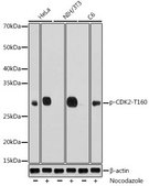 Anti-Phospho-CDK2-T160 antibody produced in rabbit