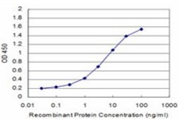 ANTI-BRAF antibody produced in mouse clone 3A6, purified immunoglobulin, buffered aqueous solution