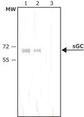Anti-Guanylyl Cyclase &#946;1 (ER-19) antibody produced in rabbit affinity isolated antibody, buffered aqueous solution