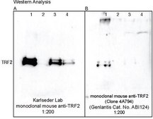 Anti-TRF2 Antibody, clone T2JKM3 clone T2JKM3, from mouse